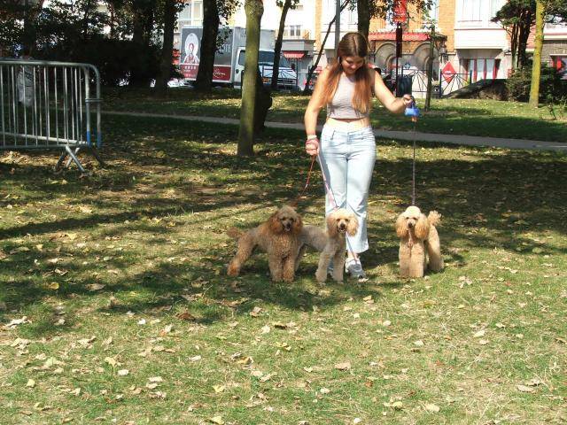 caniche nain tania vanille et vénus - Caniche