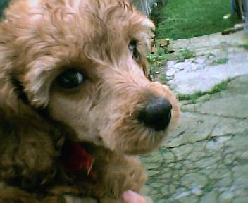 vanille caniche nain - Caniche