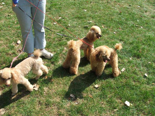 tania, vanille, vénus caniche nain - Caniche