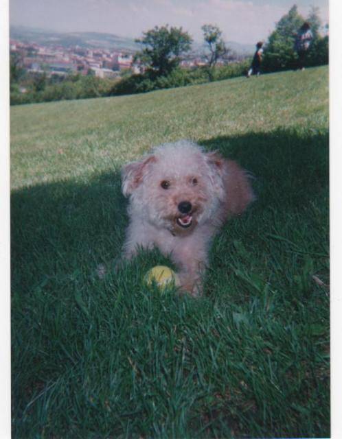 caniche/bichon 8 ans - Caniche (8 ans)