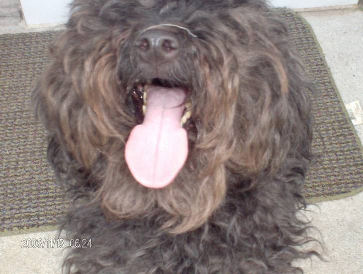 Milou - Caniche Mâle (3 ans)