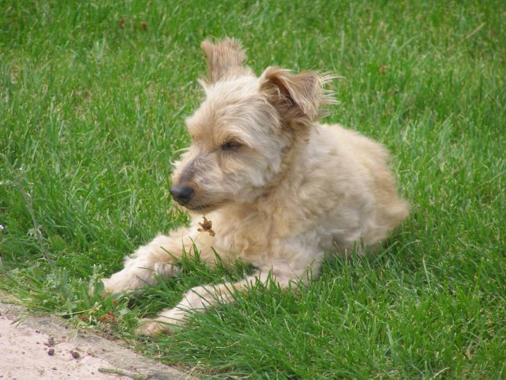 Levys - Caniche Mâle (15 ans)