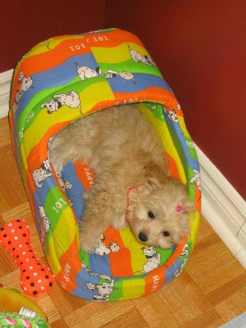 bichon x caniche...Lilly - Caniche