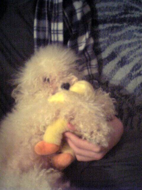 Caniche nain Undien - Caniche