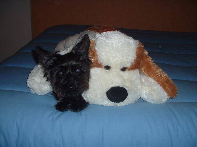 Caniche/Yorshire Charlotte - Caniche