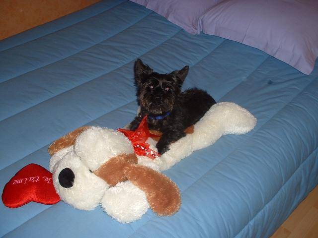 Caniche/Yorshire Charlotte - Caniche