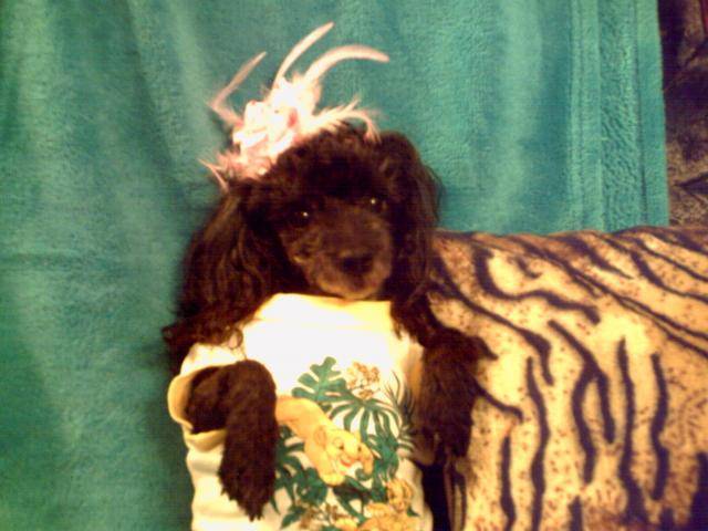 Caniche NORA - Caniche