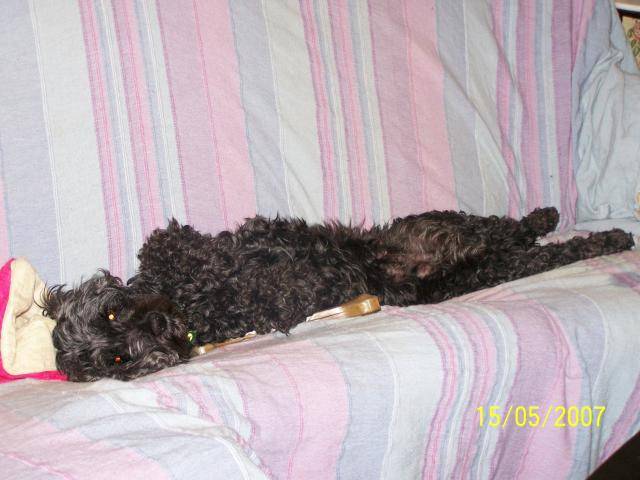 priska croisee caniche/cocker - Caniche