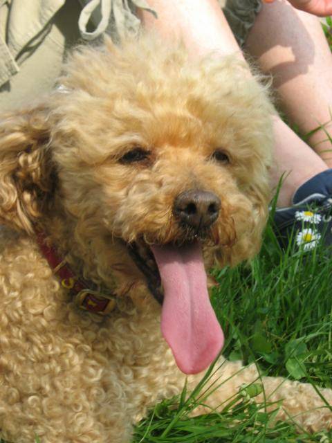 LEO, caniche abricot - Caniche