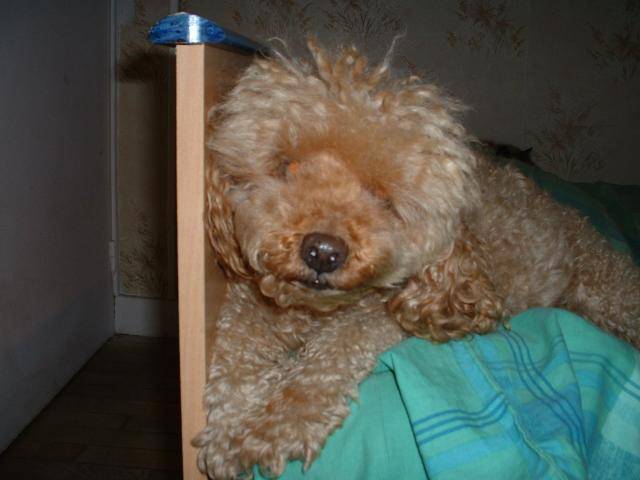 LEO caniche - Caniche