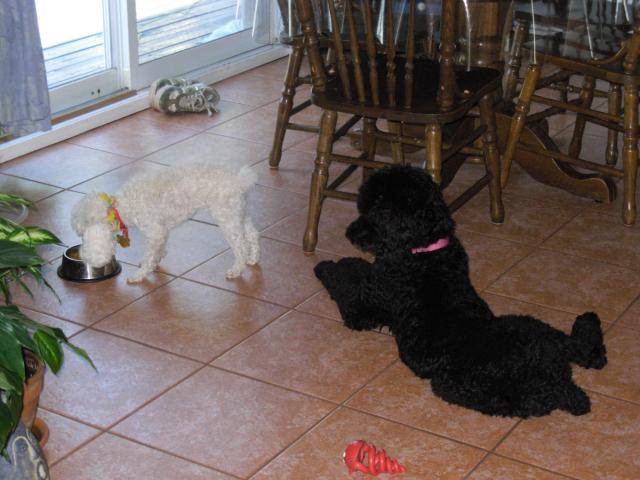 Caniche Poupette et Maggy - Caniche