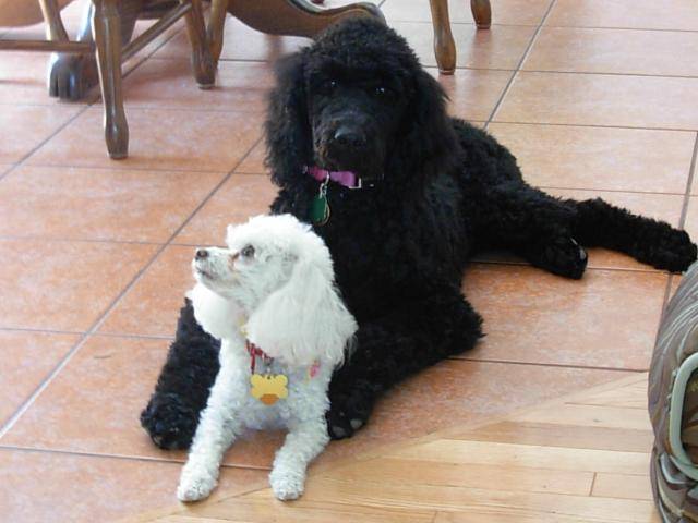 Caniche Poupette et Maggy - Caniche