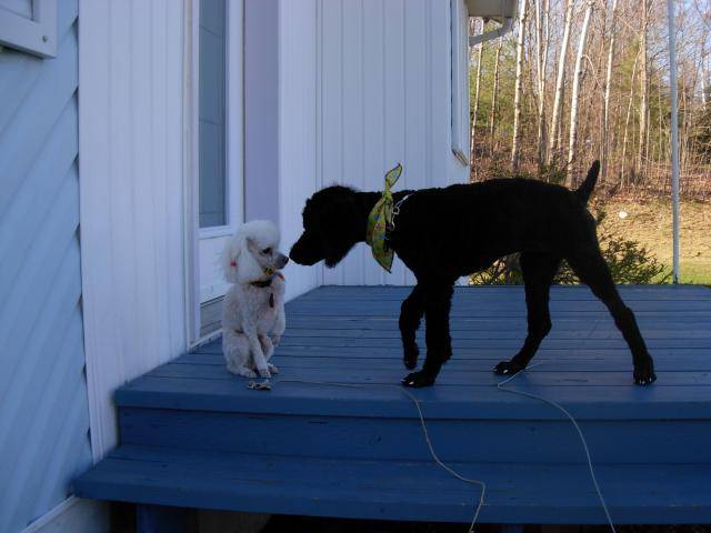 Caniche Poupette et Maggy - Caniche