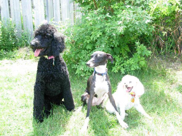 Caniche Poupette et Maggy - Caniche