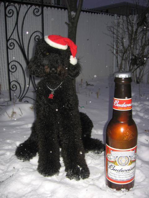 Bud caniche royal - Caniche