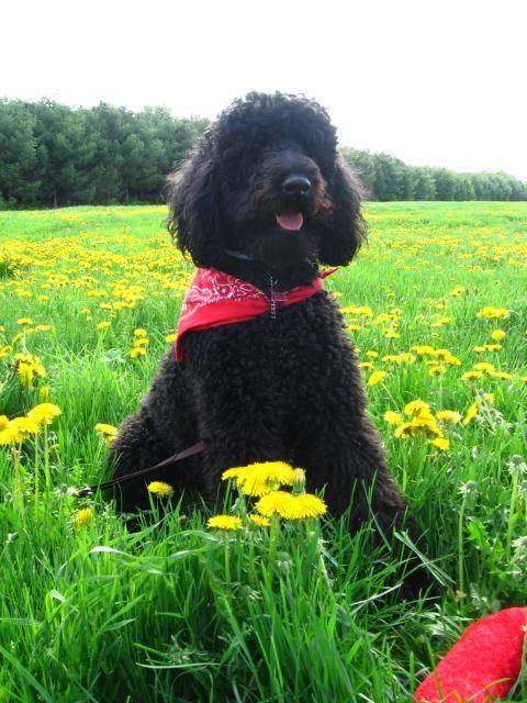 Bud caniche royal - Caniche