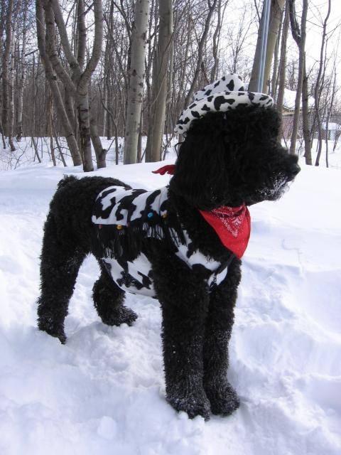 Bud caniche royal - Caniche