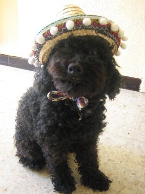 Cachou, ptit caniche noir - Caniche