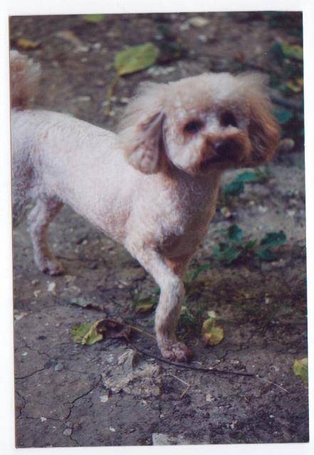 CANICHE : ROXANE - Caniche