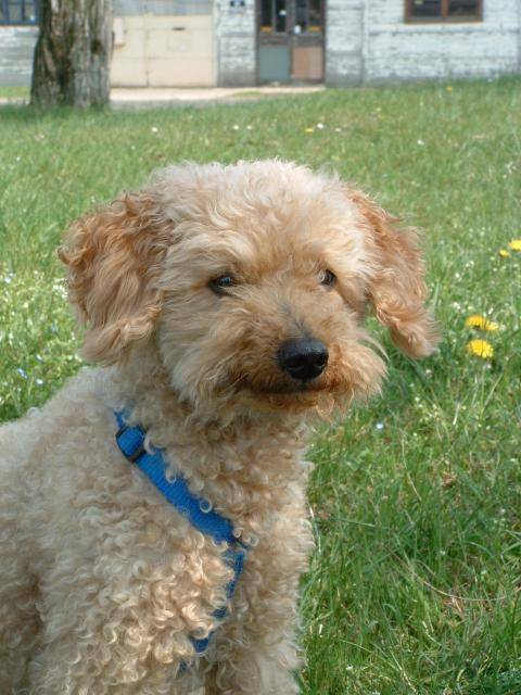 Caniche - Caniche