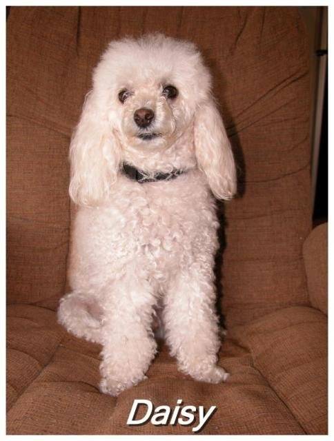 Caniche miniature - Caniche