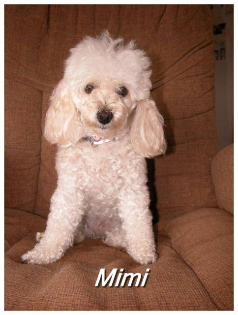 Caniche miniature - Caniche