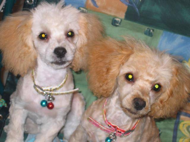 CANICHES ~~~ HELOISE ET CLEMENTINE - Caniche