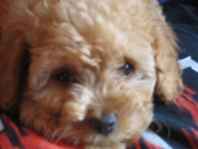 CANICHE ~~~ HELOISE - Caniche