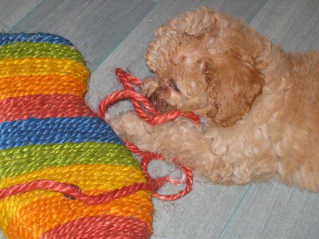 CANICHE ~~~ HELOISE ET SON NOUVEAU JOUET - Caniche
