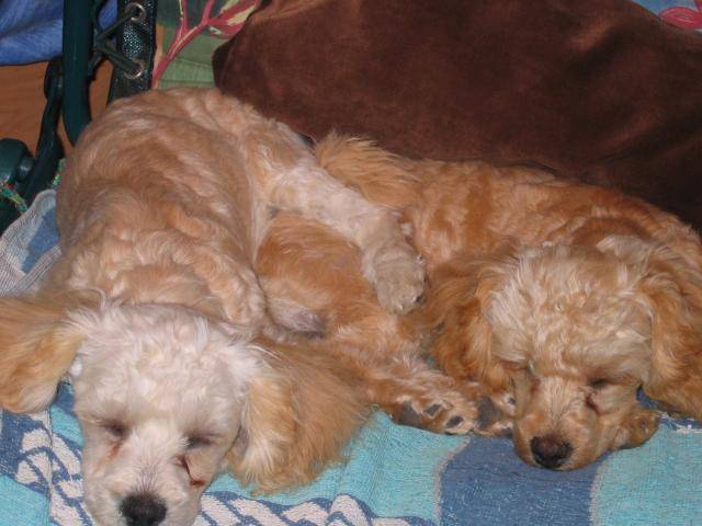 CANICHE ~~~ HELOISE ET CLEMENTINE - Caniche