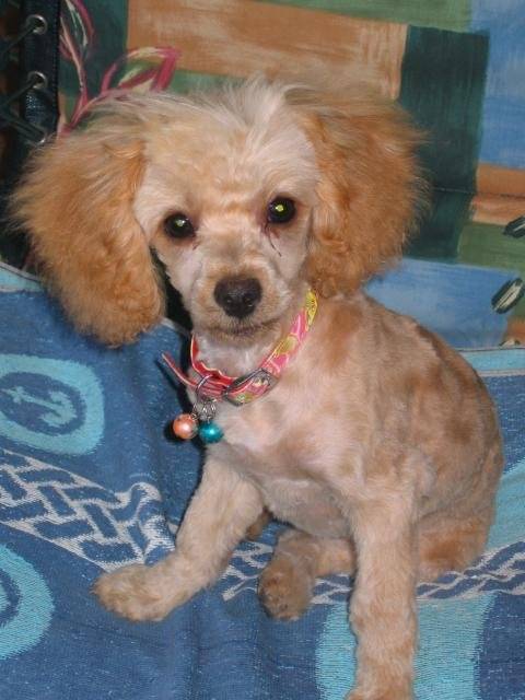 CANICHE ~~~ CLEMENTINE - Caniche