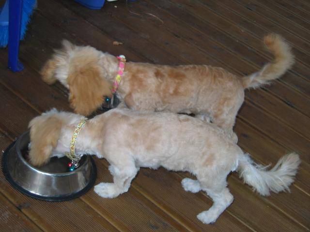 CANICHE ~~~ HELOISE ET CLEMENTINE - Caniche