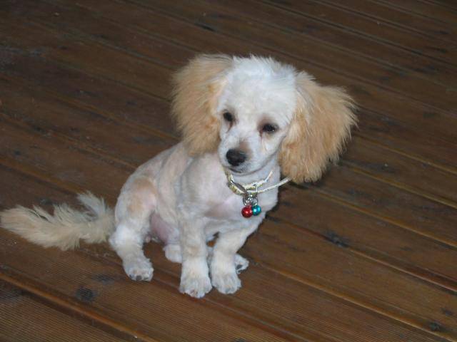 CANICHE ~~~ CLEMENTINE - Caniche