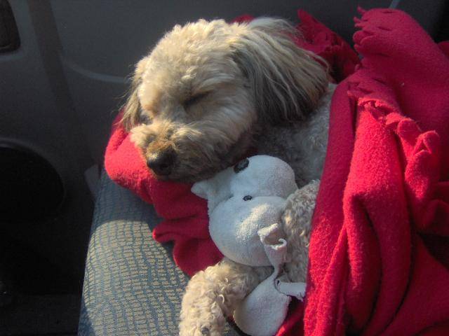 caniche ***NOISETTE*** - Caniche