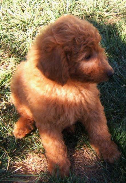 caniche nain Toy - Caniche