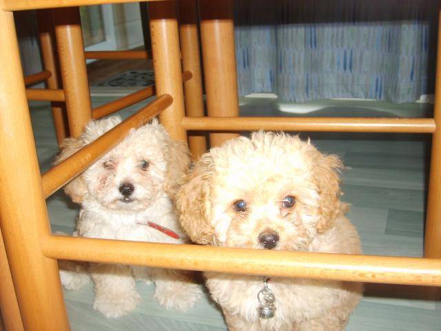 CANICHE HELOISE ET CLEMENTINE - Caniche