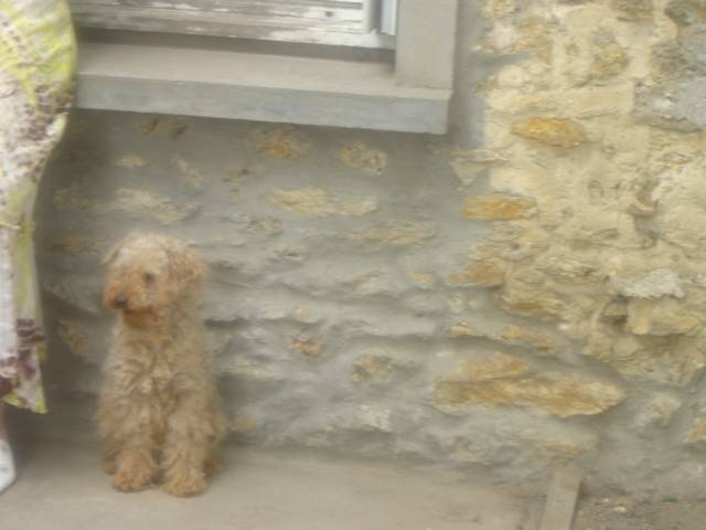 pluto (caniche) - Caniche