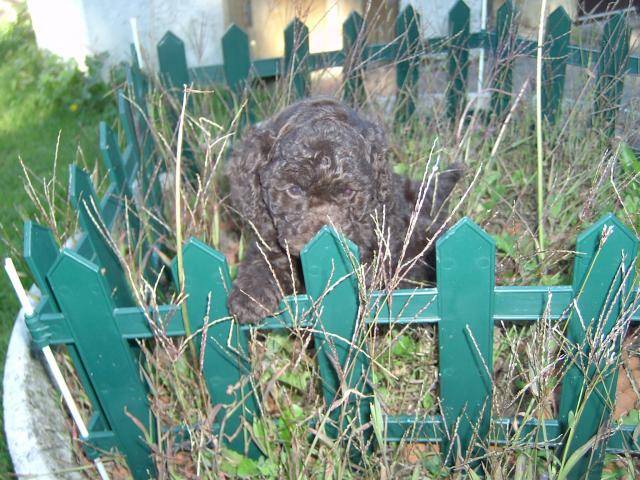 caniche nain choco - Caniche