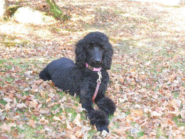 caniche Meggy - Caniche