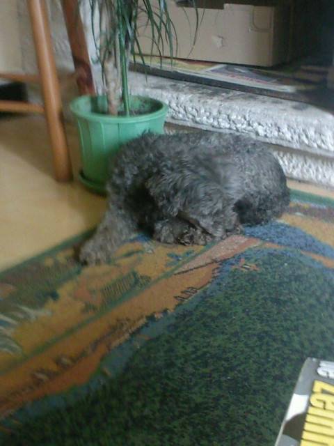 Frimousse - Caniche (1 an et 1 mois)