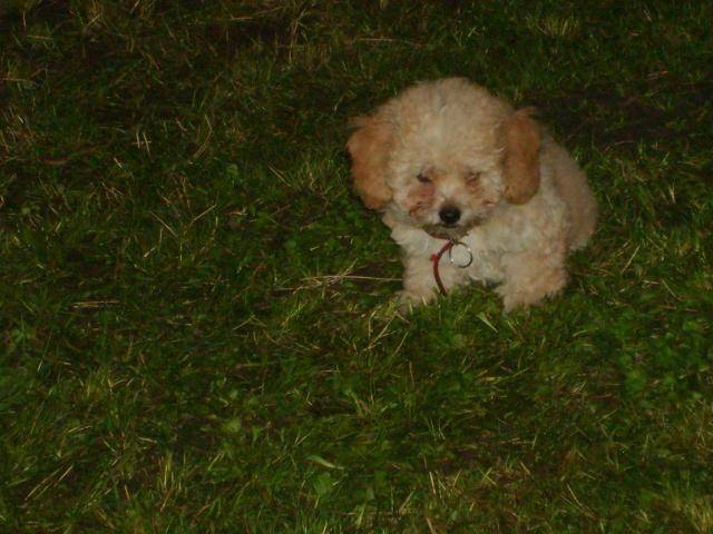 CANICHE ~~~ HELOISE DECOUVRE LE JARDIN - Caniche
