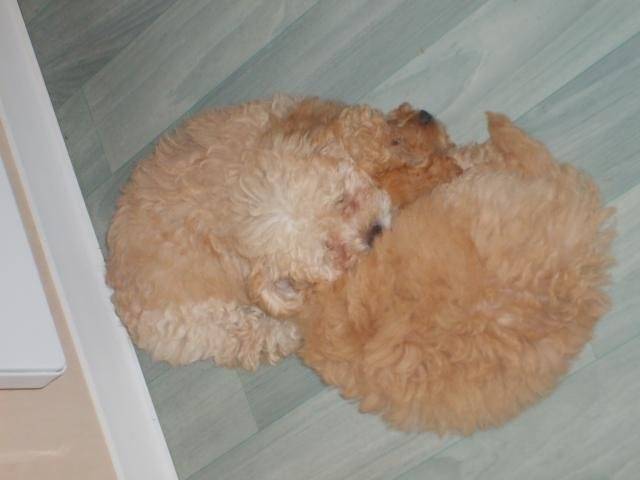CANICHE ~~~ HELOISE ET CLEMENTINE - Caniche