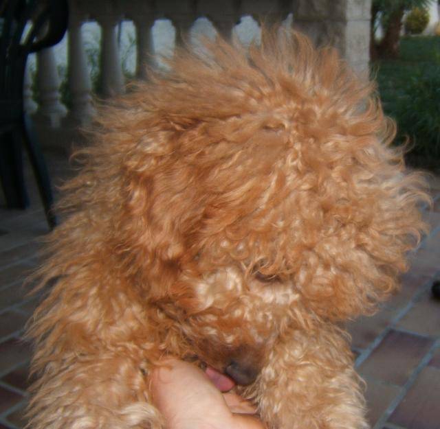 caniche nain Toy - Caniche