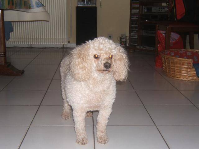 belle caniche - Caniche