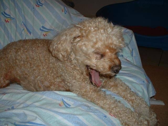 Caniche abricot Léo - 12 ans - Caniche (12 ans)