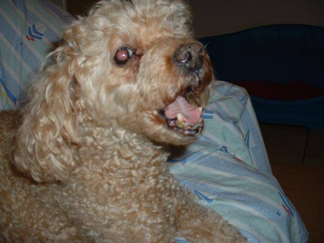 caniche abricot Léo - 12 ans - Caniche (12 ans)