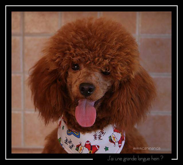 Ficelle, caniche nain - Caniche
