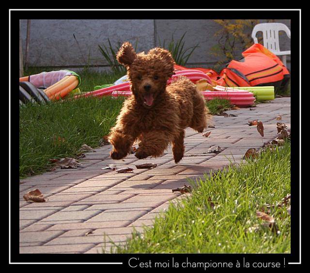 caniche - Caniche