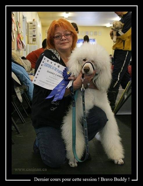 caniche standard - Caniche