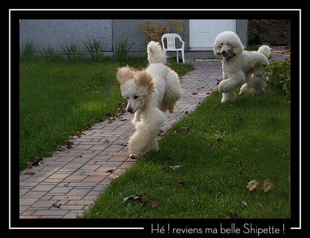 caniche standard - Caniche